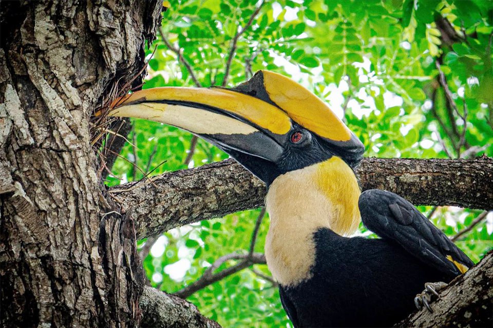 1-Day Angkor Temple Birding Adventure